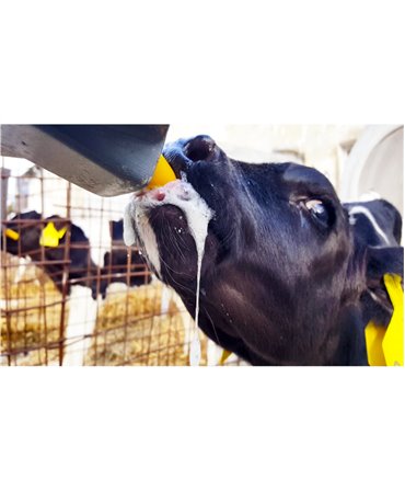 Tetina Milk Bar cu orificiu special, galbena, pentru colostru vitei, productie saliva
