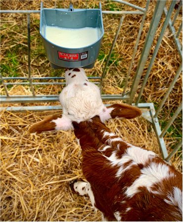 Galeata cu tetina pentru alaptarea viteilor, Milk Bar, 4l  in timpul alaptarii