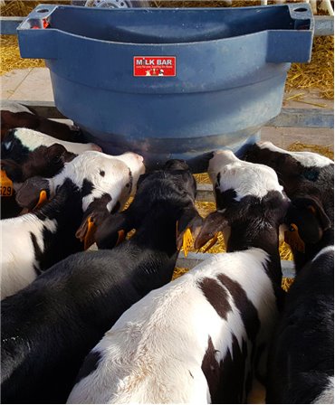 Hranitoare comuna vitei cu 6 tetine, Milk Bar, 36l, pozitia la supt