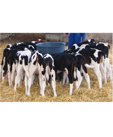 Hranitoare comuna vitei cu 20 tetine, Milk Bar, 120l in timpul alaptarii