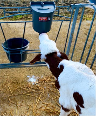 Capac pentru galeata alaptare vitei Milk Bar 3l, set 5 buc., alaptare vitei