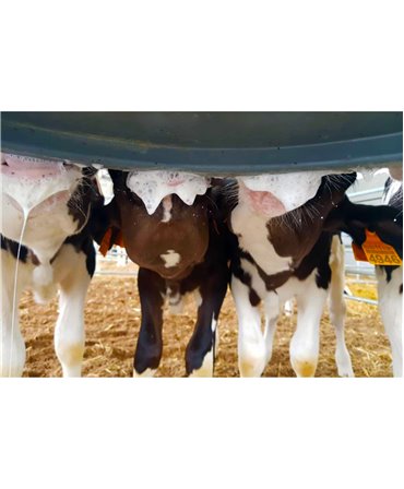 Tetine Milk Bar cu orificiu special pentru alaptare vitei, vitei