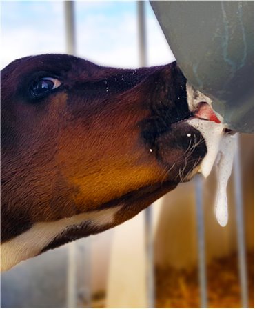 Tetine Milk Bar cu orificiu special pentru alaptare vitei, set 10 buc., vitel