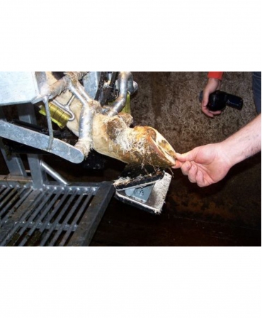 Stand trimaj ongloane vaci KVK 650-SP0, in timpul trimajului unui onglon