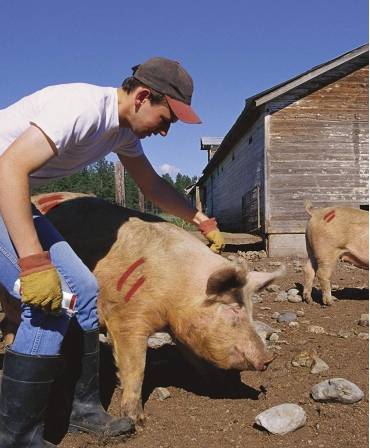 Batoane vopsea temporara pentru marcarea animalelor, All-Weather Paintstick, marcare porci