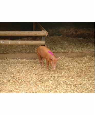 Batoane vopsea temporara pentru marcarea animalelor, speciale pentru perioadele calde , All-Weather Paintstick HC, marcare porc