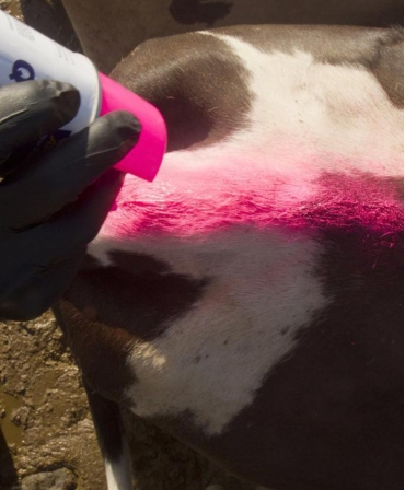 Spray vopsea pe baza de apa, cu uscare rapida, pentru marcarea animalelor, All-Weather Quickshot, marcare vaca
