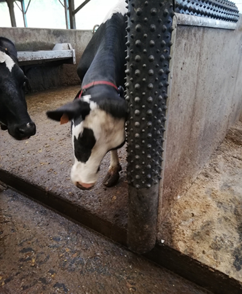 Scarpinatoare pentru vaci din cauciuc natural, DAIRY SCRATCHY partea verticala