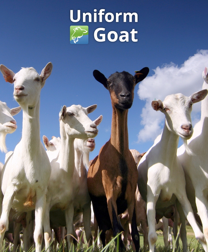 Sistem de management ferme capre Uniform Goat