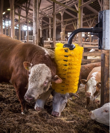 Perie scarpinat animale mecanica, oscilanta, EasySwing Maxi, vaca in timp ce se scarpina
