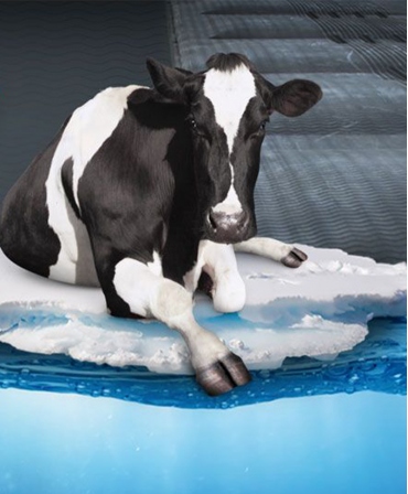 Saltea de odihna pentru vaci, pe pat de apa cu climatizare, AQUACLIM, vaca
