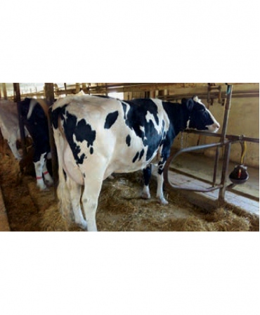 Saltea de odihna pentru vaci in stabulatie legata, din cauciuc granulat, LOUISIANE TS, 40mm grosime, 1800mm latime, vaci