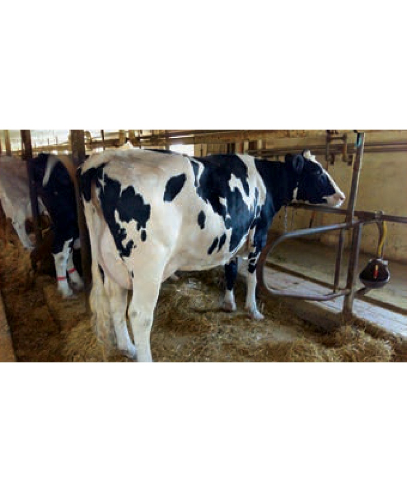 Saltea de odihna pentru vaci in stabulatie legata, din cauciuc granulat, LOUISIANE TS, 40mm grosime, 1800mm latime, vaci