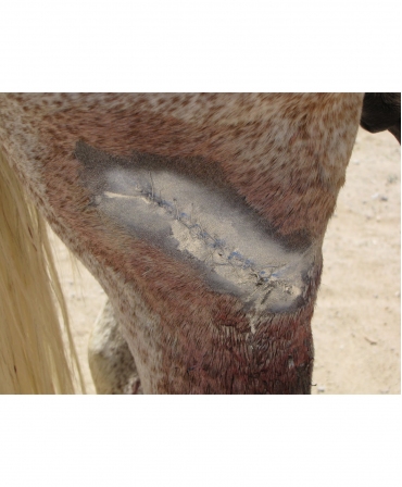 Spray aluminiu de uz veterinar pentru protectia ranilor, Excellent, tub 200 ml, rana protejata