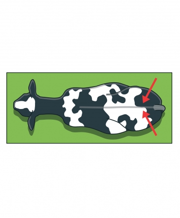 Stickere detectare calduri vaci, Ambic AiAlert, loc lipire sticker