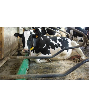 Saltea de odihna pentru vaci, din latex, ELISTA, 40mm grosime, 1800mm latime, vaca