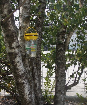 Capcana cu momeala pentru muste, Flybuster Garden Trap, atarnata de copac