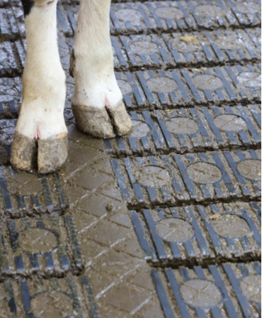 Gratar beton Cobefa Bovi-Flexx, picioare vaca
