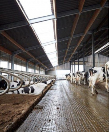 Pardoseala beton canelata cu scurgeri pentru purin, Cobefa Welfare Floor W3, H18, in ferma de vaci