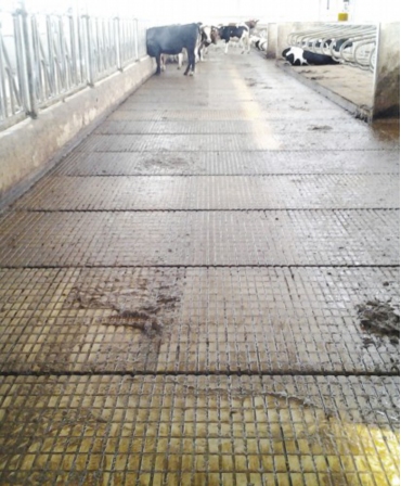 Pardoseala beton canelata cu canal de scurgere, Cobefa Welfare Floor W4, H18, in ferma