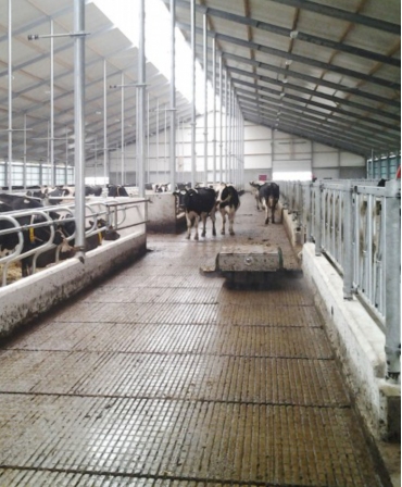 Pardoseala beton canelata cu canal de scurgere, Cobefa Welfare Floor W4, H18, in ferma de vaci
