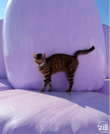 Folie balotat Zill lavanda, 25 microni, pisica pe baloti