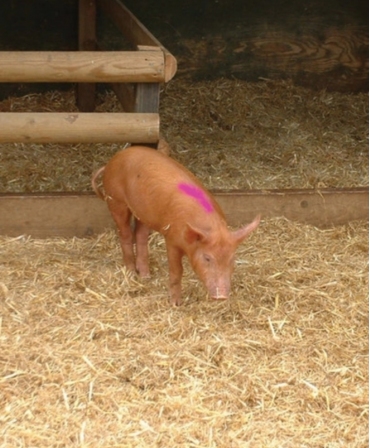 Batoane vopsea temporara pentru marcarea animalelor, All-Weather Paintstick, marcare porc