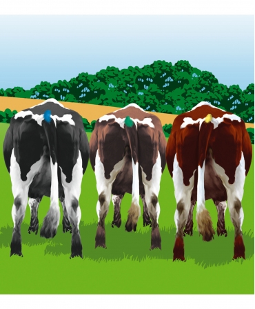 Vopsea temporara pentru marcarea animalelor, Ambic AiPaint, 12 flacoane de 500 ml, vaci marcate