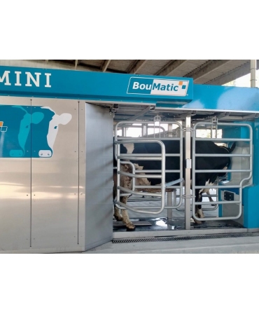 Robot de muls vaci BouMatic Gemini, vaca, in timpul functionarii