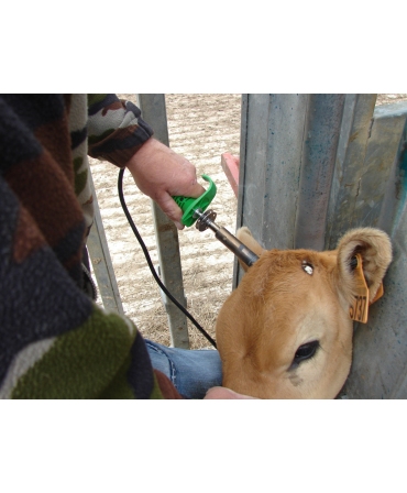 Ecornator electric profesional Express Farming Saros pentru vitei, in timpul ecornarii