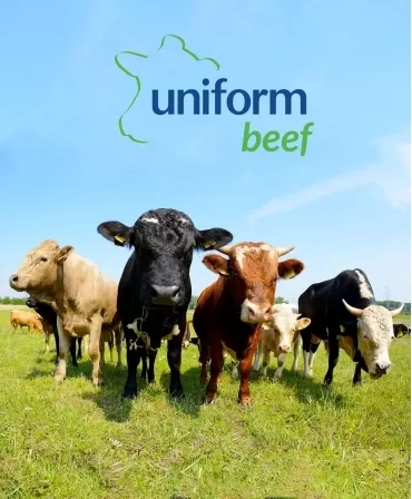 Sistem de management ferme vaci carne