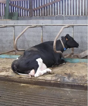 Saltea de odihna pentru vaci, din cauciuc si latex, OPTIMA